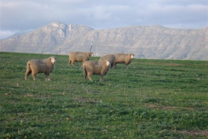 Letelle Sheep and Breeders