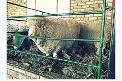 sheep-four