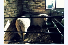 sheep-three