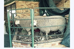 sheep-two